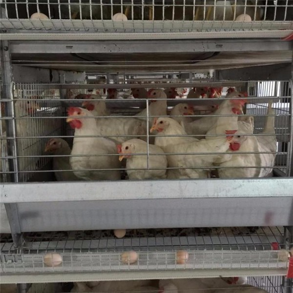 肉雞籠