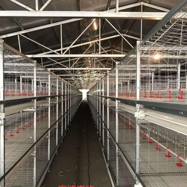 肉雞籠