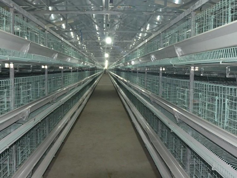 肉雞籠