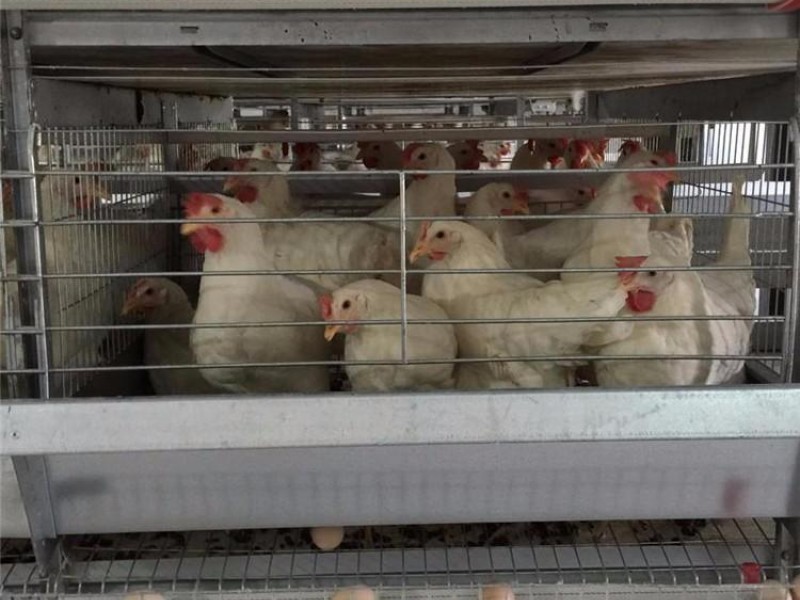 肉雞籠