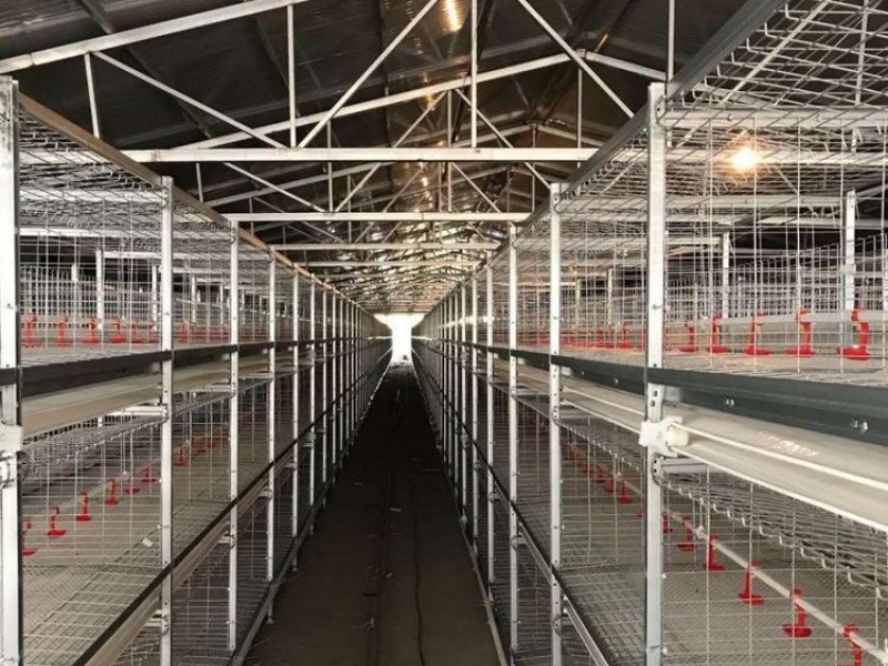 肉雞籠