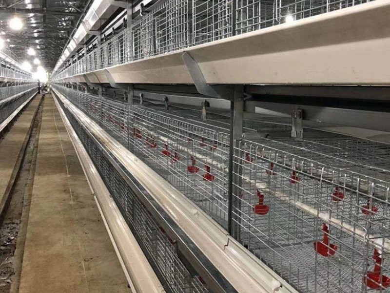 肉雞籠